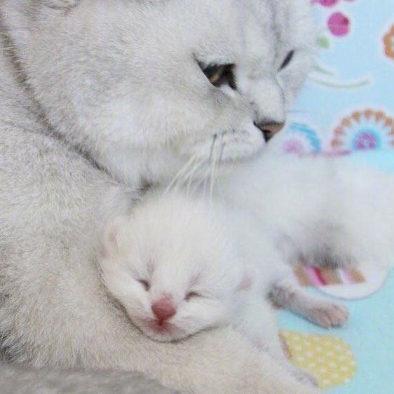 猫的品种可爱的大猫小猫咪图片 2