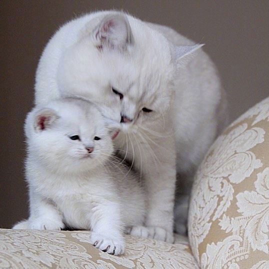 猫的品种可爱的大猫小猫咪图片 3