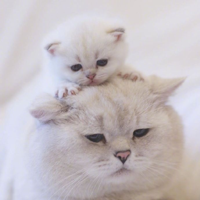 猫的品种可爱的大猫小猫咪图片 4