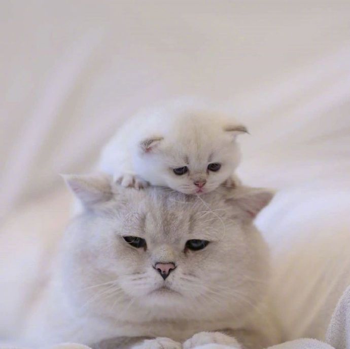 猫的品种可爱的大猫小猫咪图片 5