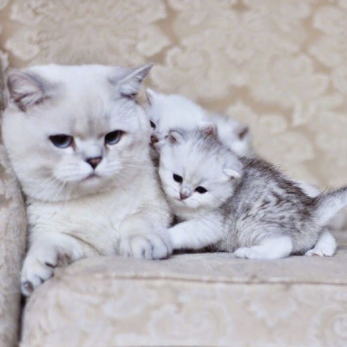 猫的品种可爱的大猫小猫咪图片 6