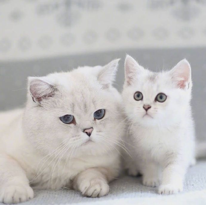 猫的品种可爱的大猫小猫咪图片 7