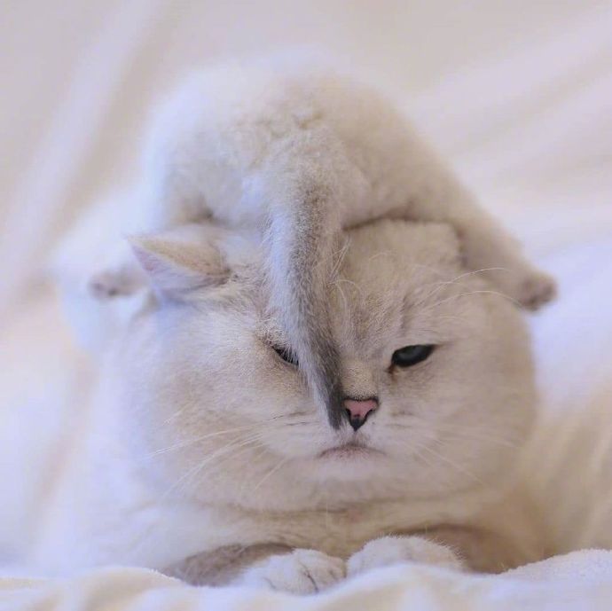 猫的品种可爱的大猫小猫咪图片 8