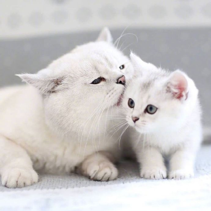 猫的品种可爱的大猫小猫咪图片 9