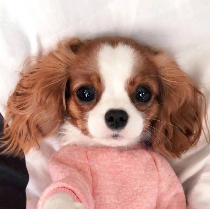 萌宠狗狗查理士小猎犬Nessa卖萌日常图片