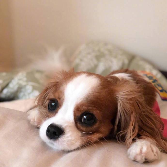 萌宠狗狗查理士小猎犬Nessa卖萌日常图片 3