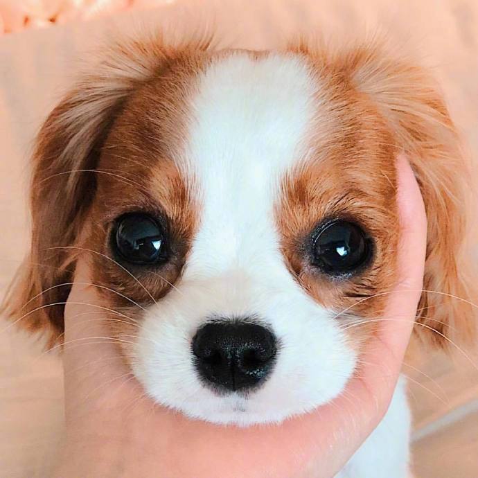 萌宠狗狗查理士小猎犬Nessa卖萌日常图片 6