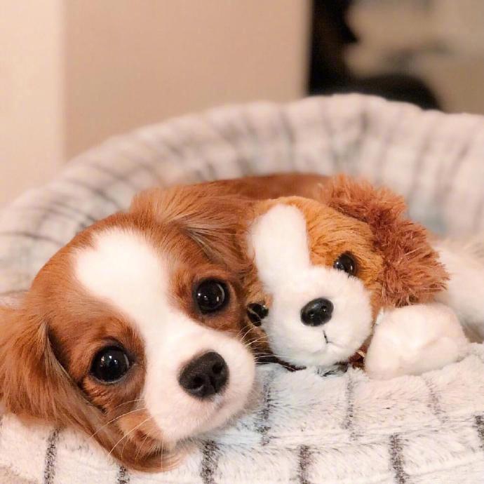 萌宠狗狗查理士小猎犬Nessa卖萌日常图片 7