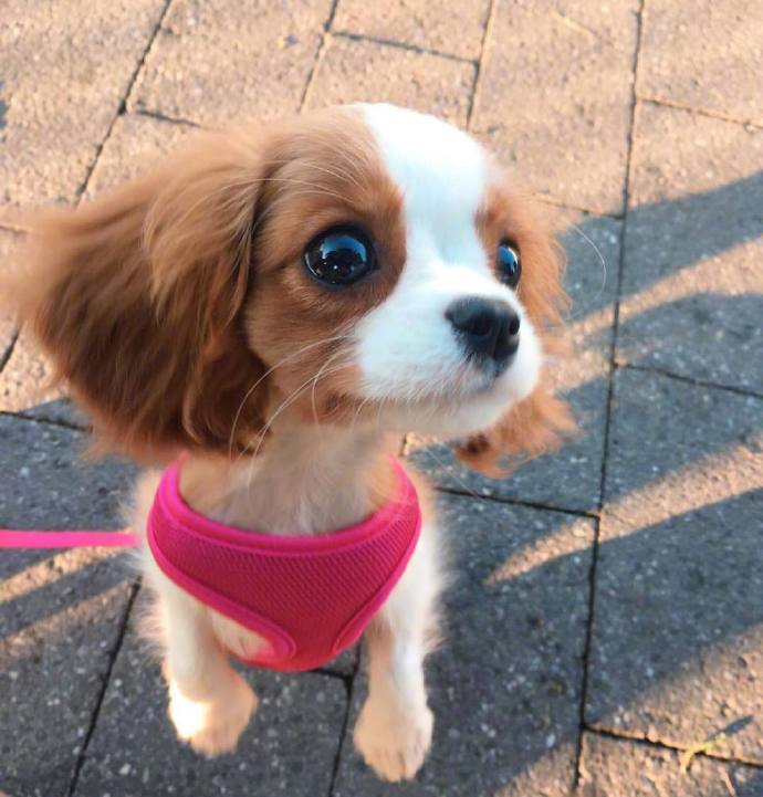 萌宠狗狗查理士小猎犬Nessa卖萌日常图片 9
