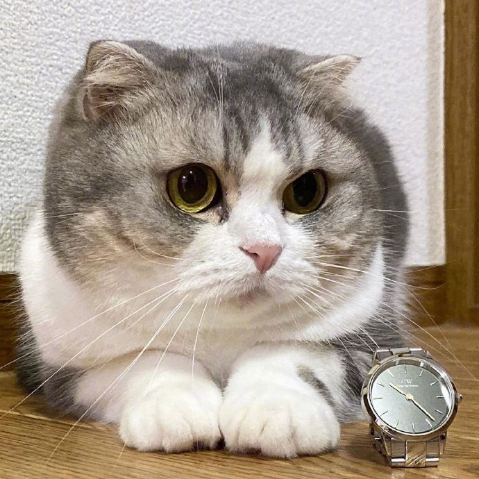 宠物小猫咪图片大全 可爱猫咪图片