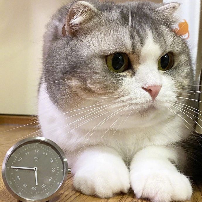 宠物小猫咪图片大全 可爱猫咪图片 2