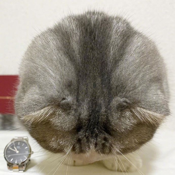 宠物小猫咪图片大全 可爱猫咪图片 3
