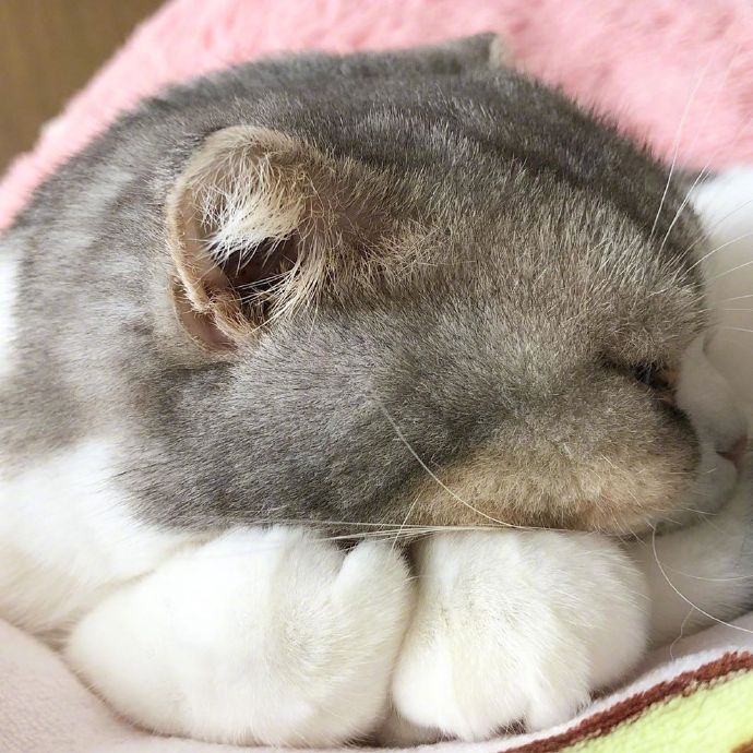 宠物小猫咪图片大全 可爱猫咪图片 4
