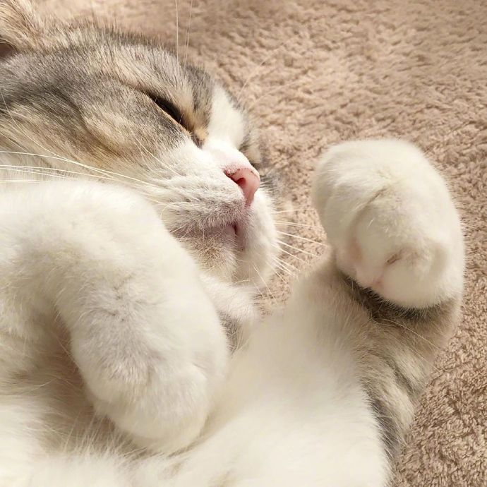宠物小猫咪图片大全 可爱猫咪图片 5