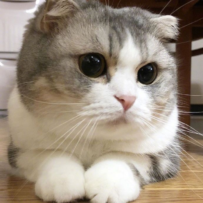 宠物小猫咪图片大全 可爱猫咪图片 6