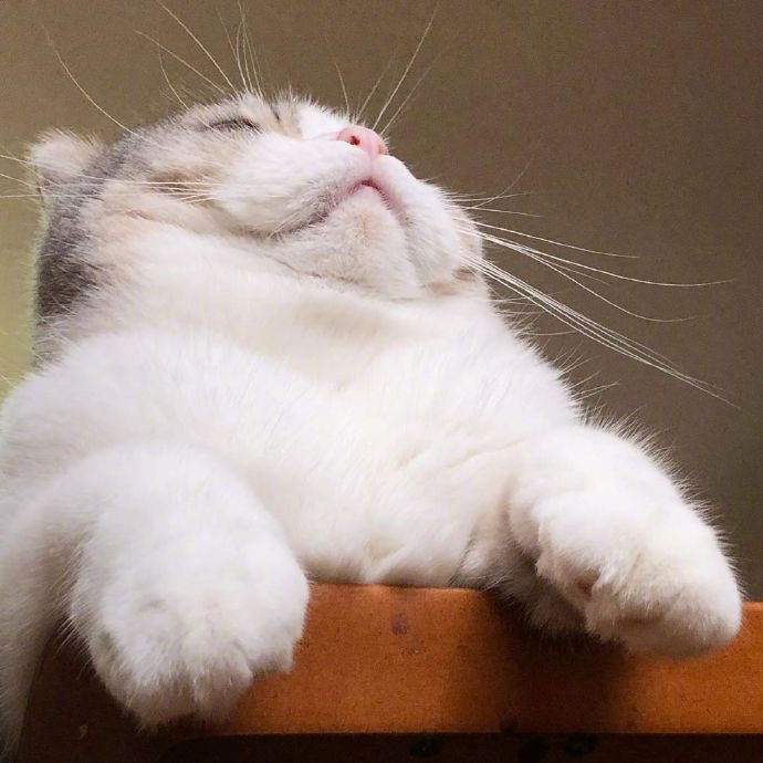 宠物小猫咪图片大全 可爱猫咪图片 7