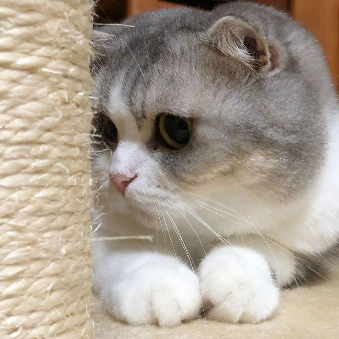 宠物小猫咪图片大全 可爱猫咪图片 8