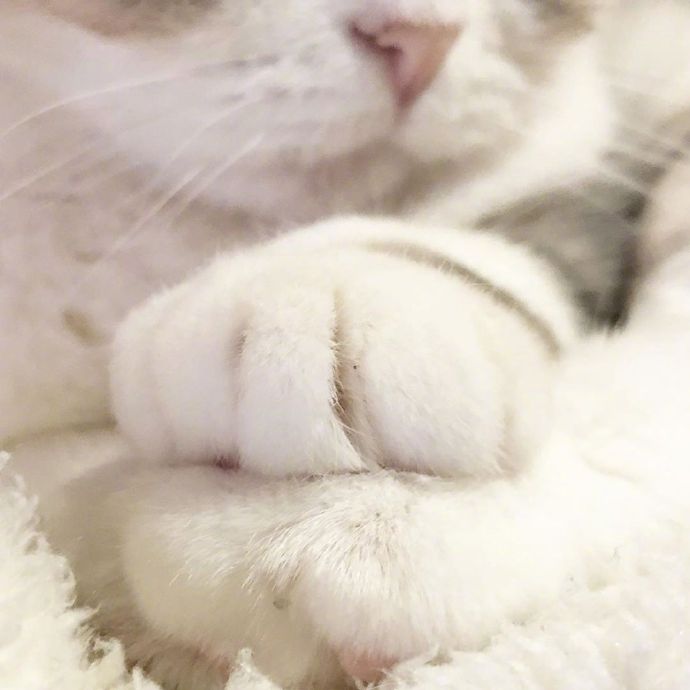 宠物小猫咪图片大全 可爱猫咪图片 9