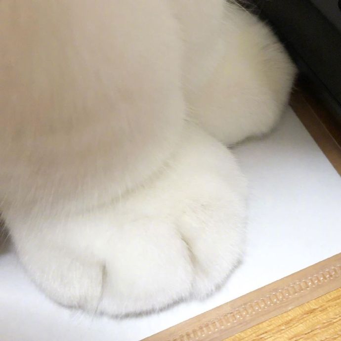 宠物小猫咪图片大全 可爱猫咪图片 10