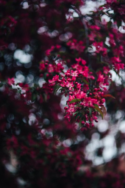 娇艳欲滴的红色海棠花图片