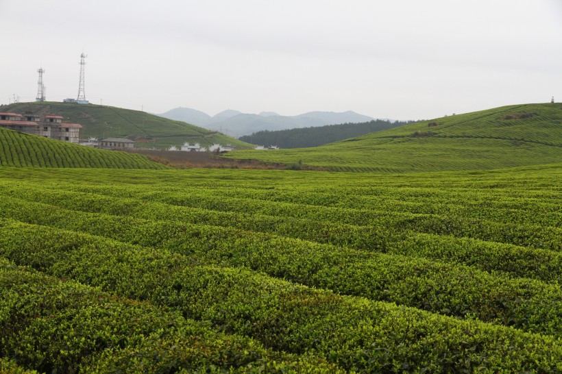 绿色风景优美的茶树图片 3