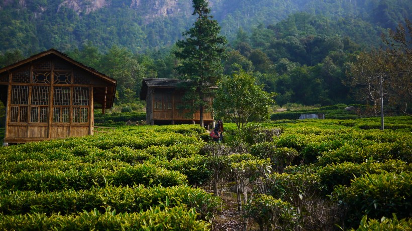 绿色风景优美的茶树图片 4