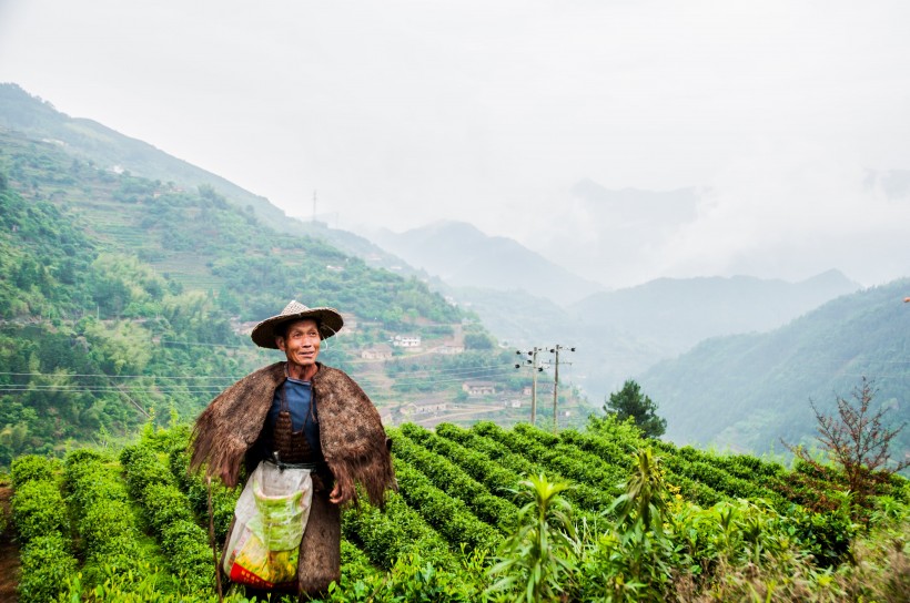 绿色风景优美的茶树图片 5