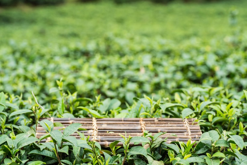 绿色风景优美的茶树图片 6