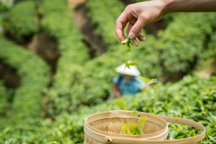 绿色风景优美的茶树图片 7