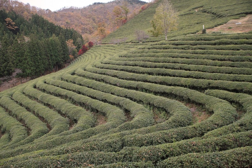 绿色风景优美的茶树图片 9