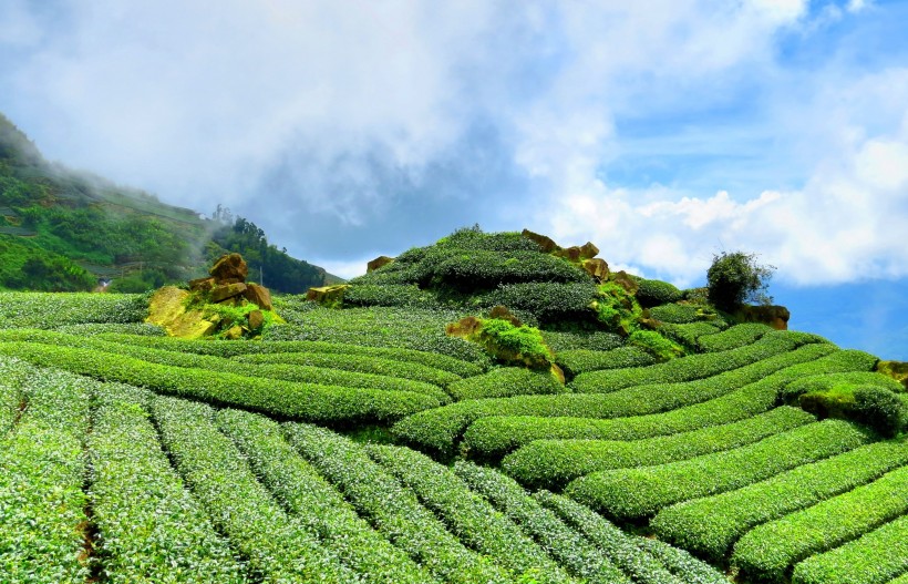 绿色风景优美的茶树图片