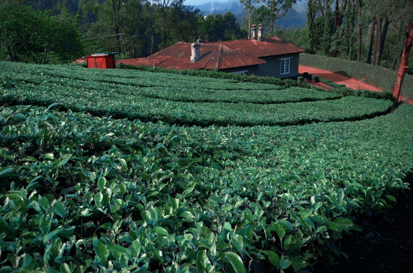绿色风景优美的茶树图片 11