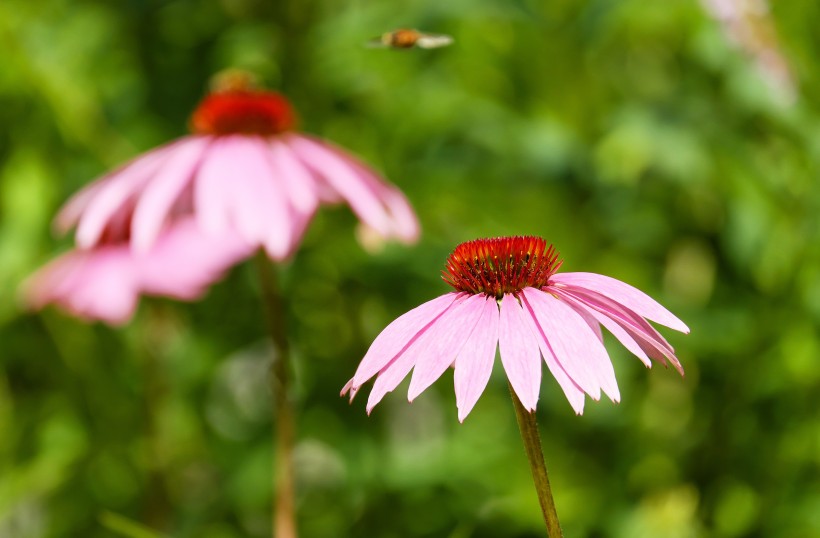 草本植物松果菊花卉图片 7