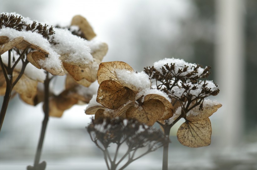 冬日里的皑皑白雪风景图片