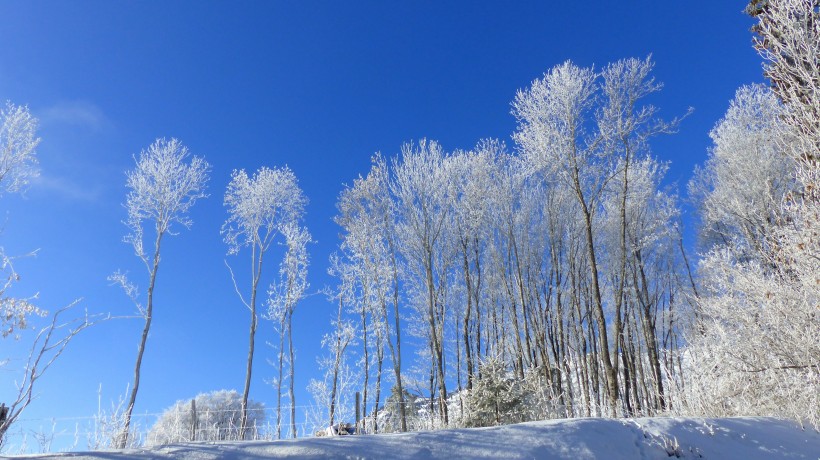 冬日里的皑皑白雪风景图片 8