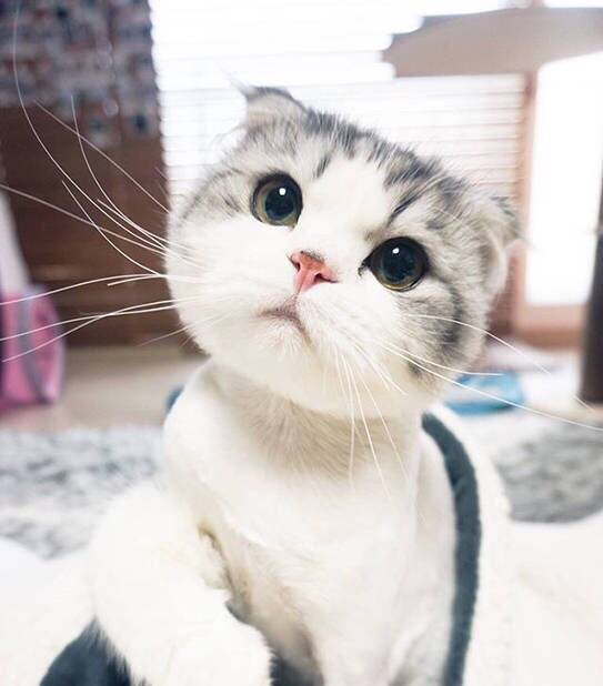 包子脸Oioior好萌的可爱猫咪图片