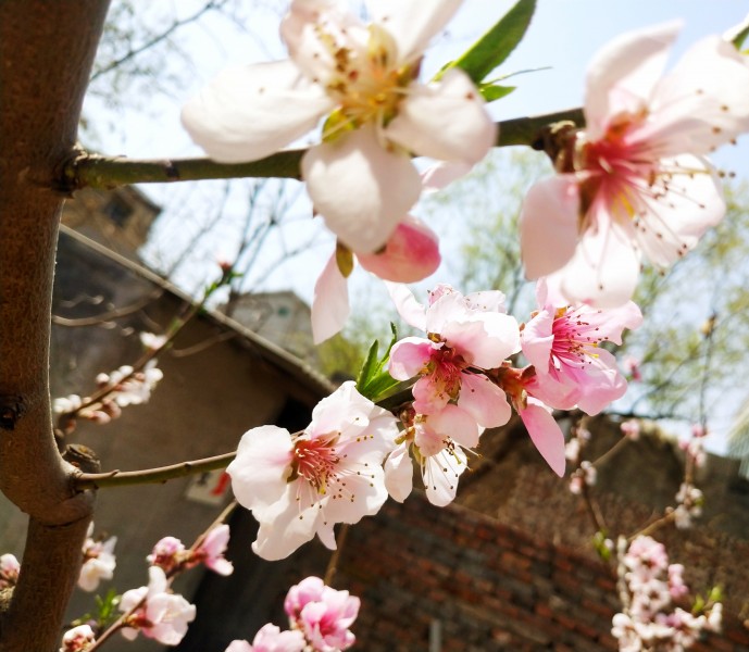 唯美桃花盛开在枝头图片 4