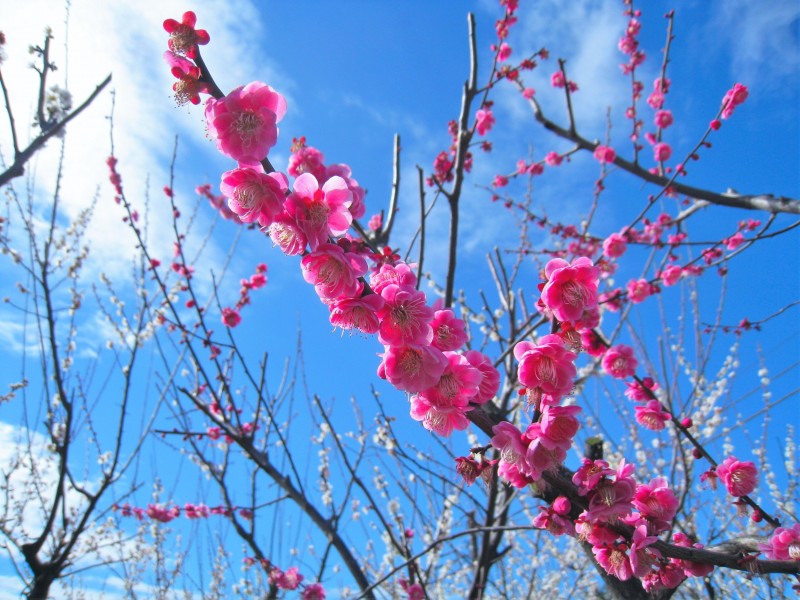 唯美桃花盛开在枝头图片 9