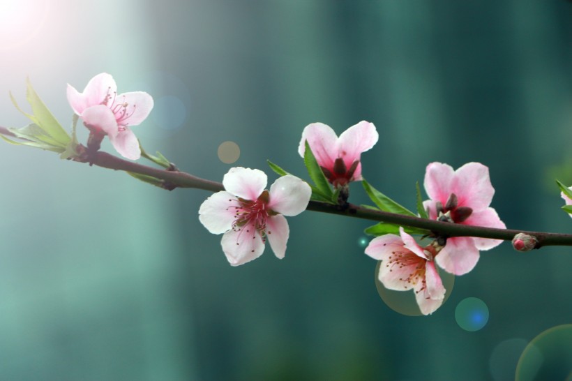 唯美桃花盛开在枝头图片 10