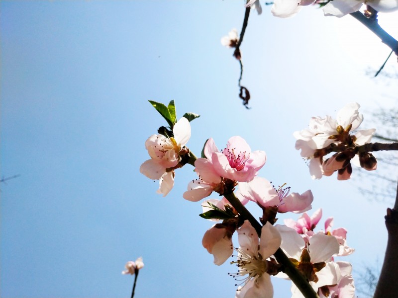 唯美桃花盛开在枝头图片 12