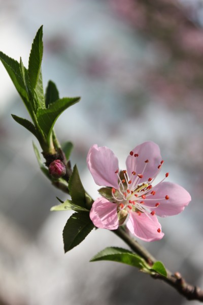 唯美桃花盛开在枝头图片 13
