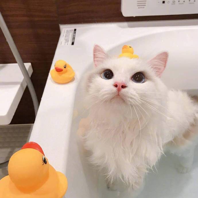 可爱的喵星人图片 白色猫咪泡澡图片