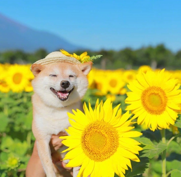 今日份治愈系图片 萌宠狗狗向日葵田唯美写真图片 2