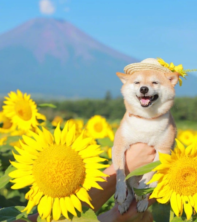 今日份治愈系图片 萌宠狗狗向日葵田唯美写真图片 7