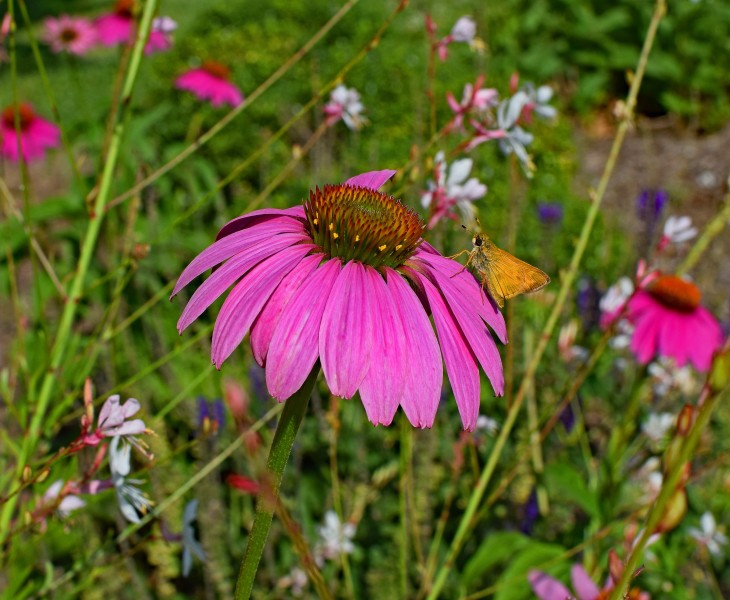 菊科草本植物松果菊特写图片