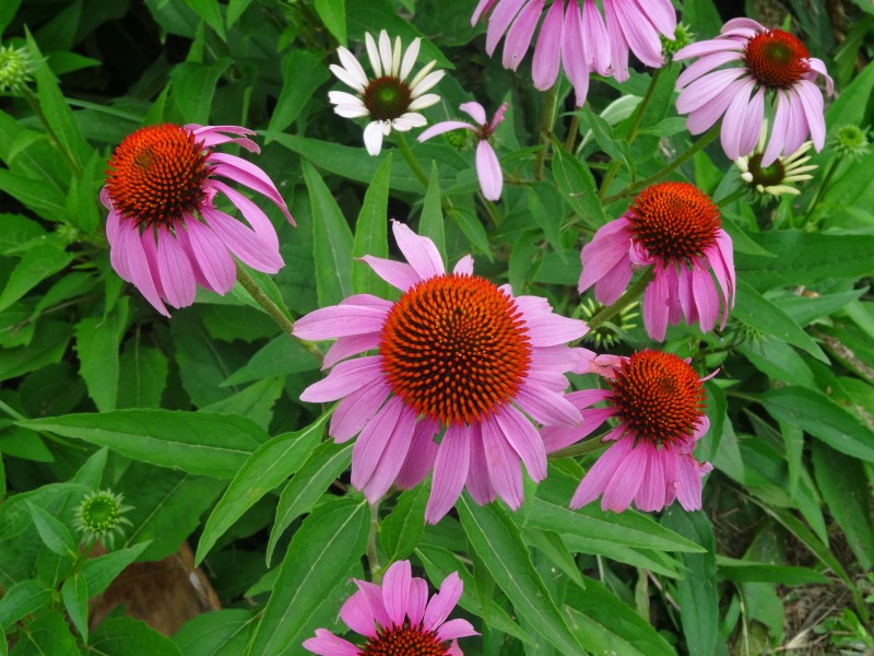菊科草本植物松果菊特写图片 7