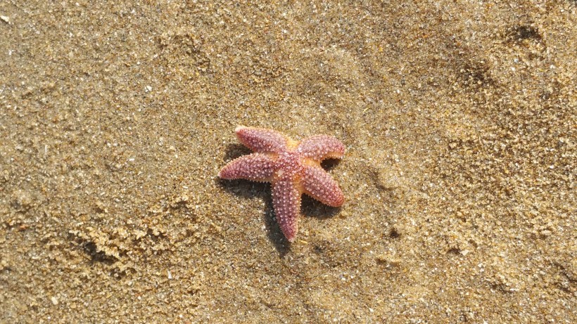 海洋动物可爱的海星图片 7