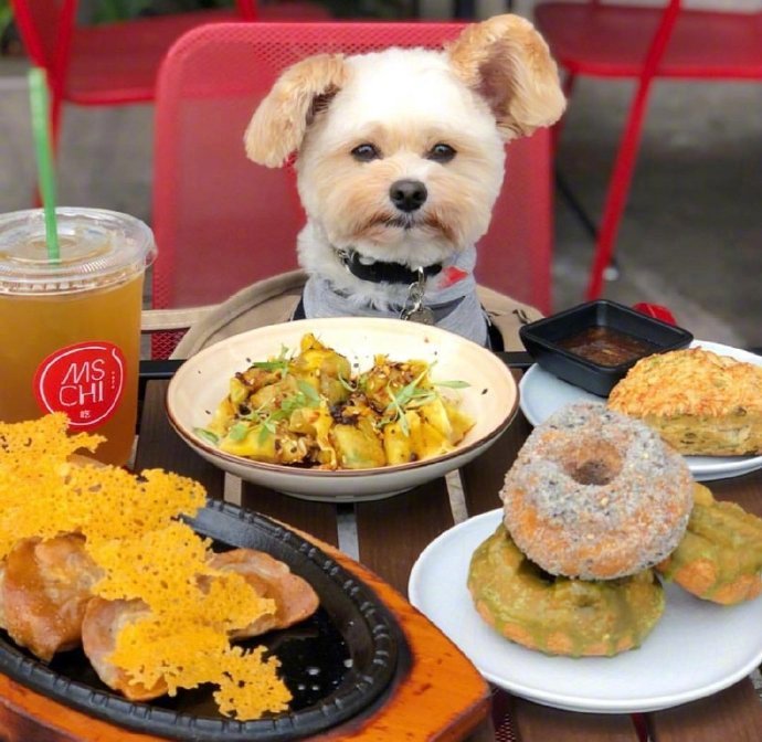 宠物雪瑞纳图片 萌萌哒的汪星人Popeye的美食Show 7