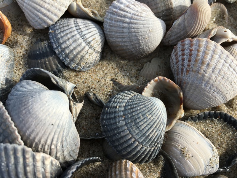 海洋动物漂亮的贝壳图片 8