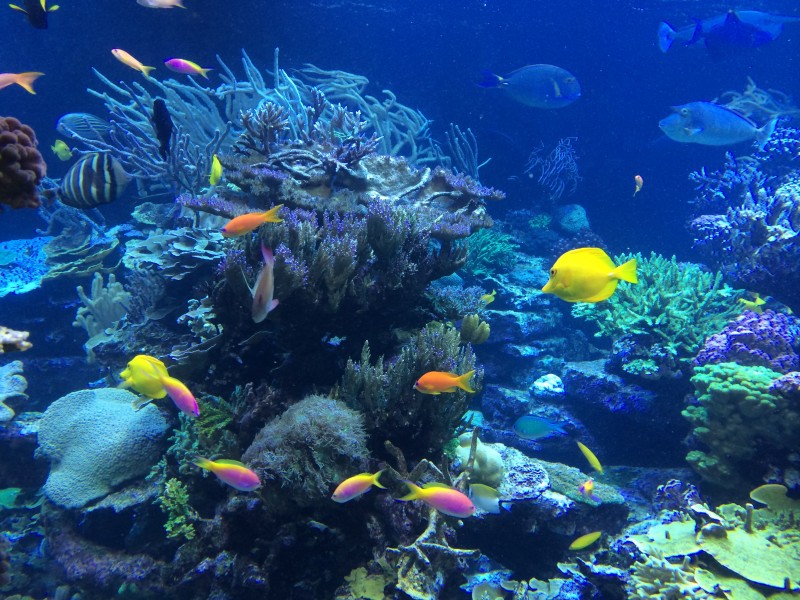 海洋生物漂亮唯美的珊瑚图片